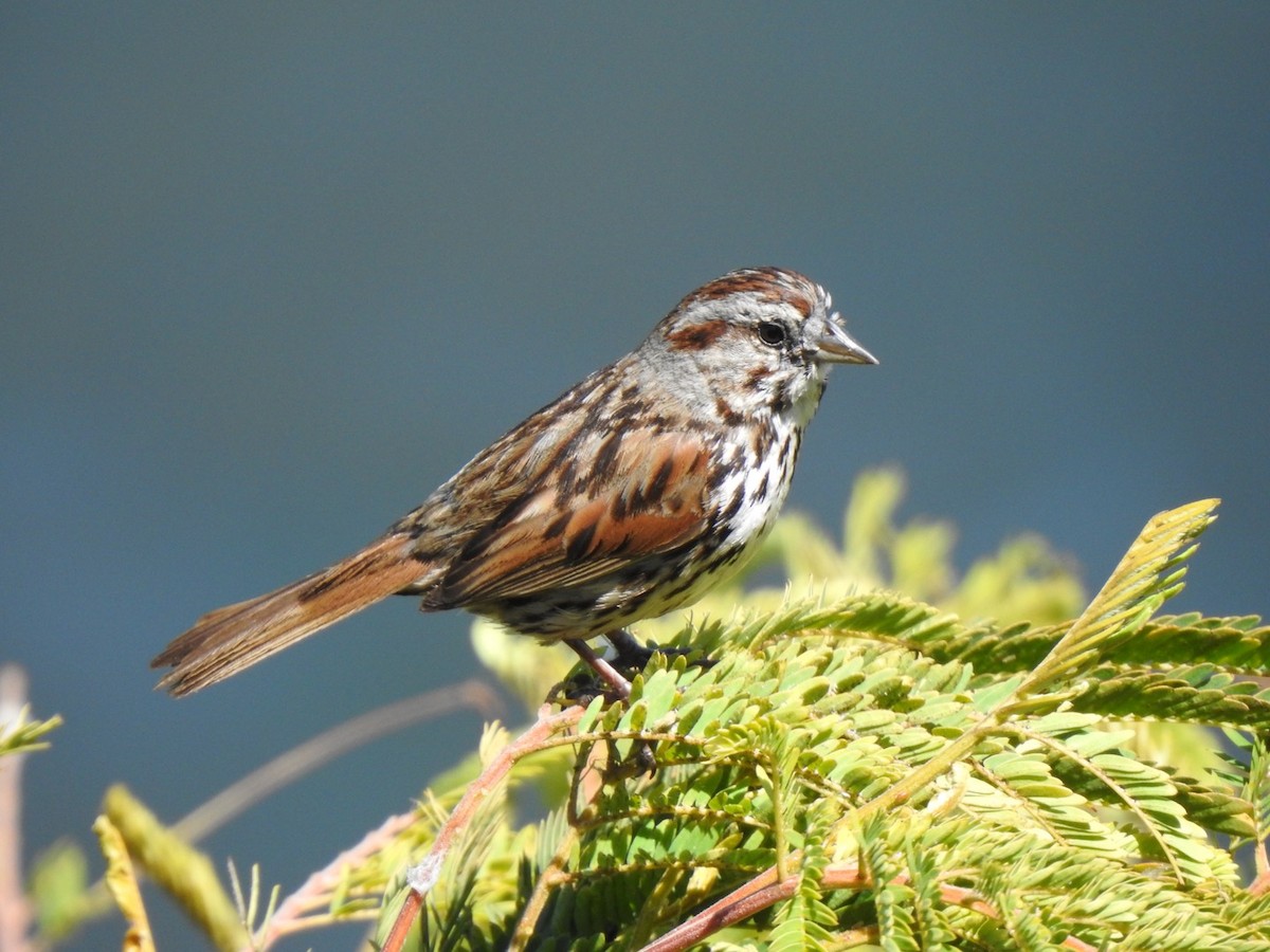 Song Sparrow - ML619929203