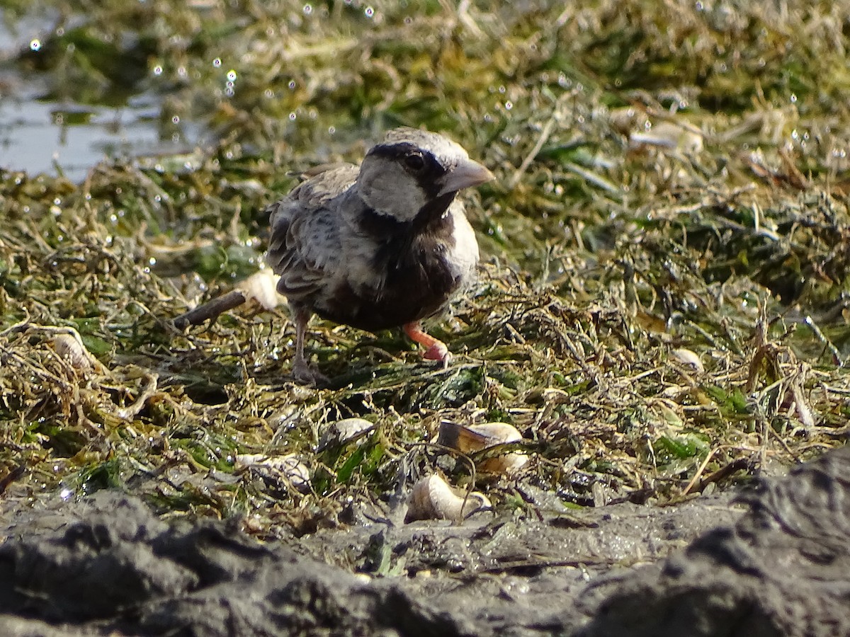 Ashy-crowned Sparrow-Lark - ML619929211