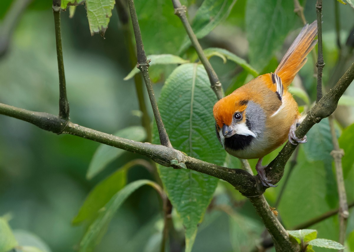 Black-throated Parrotbill (Gray-breasted) - ML619929215