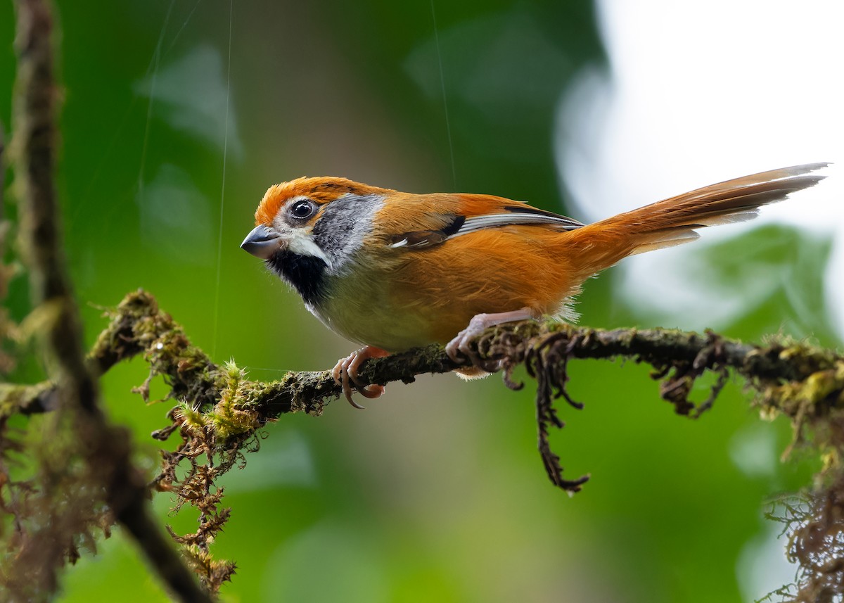 Black-throated Parrotbill (Gray-breasted) - ML619929219