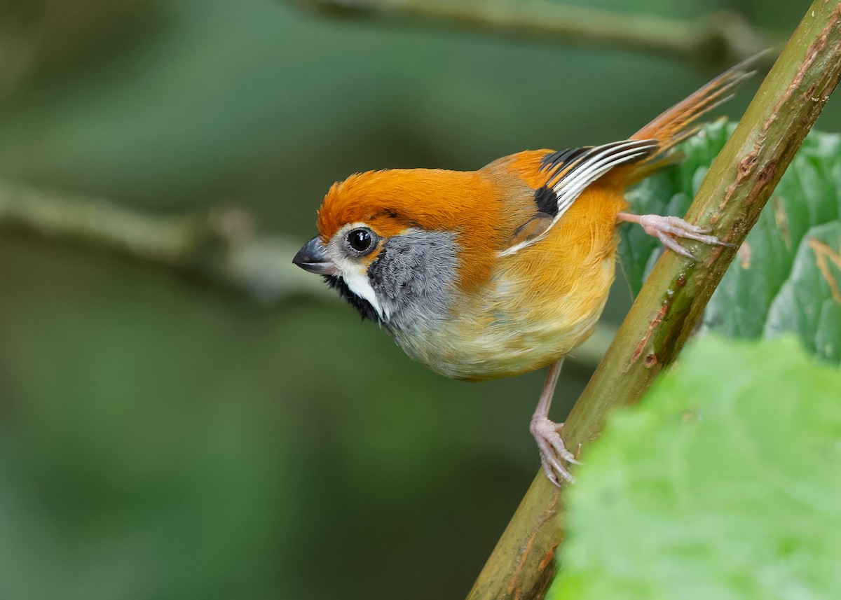 Black-throated Parrotbill (Gray-breasted) - ML619929220