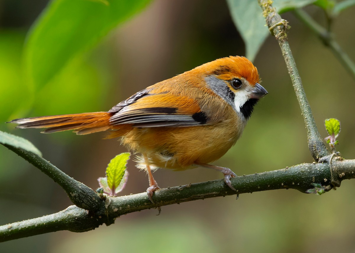 Black-throated Parrotbill (Gray-breasted) - ML619929222