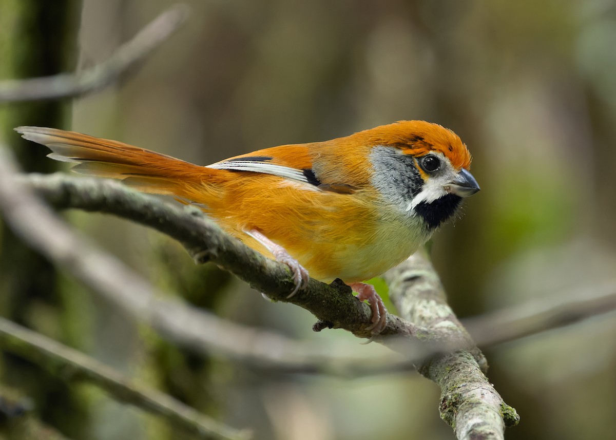 Black-throated Parrotbill (Gray-breasted) - ML619929223