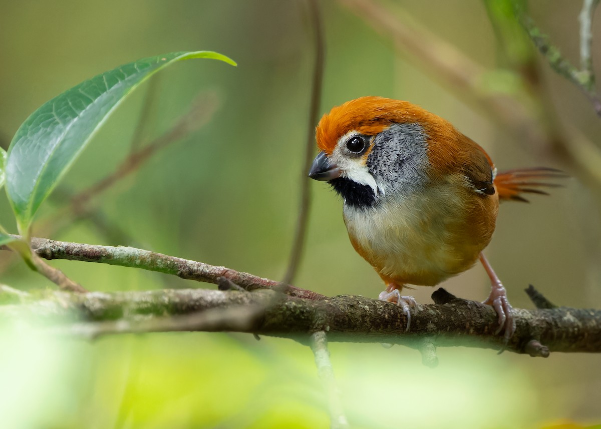 Black-throated Parrotbill (Gray-breasted) - ML619929224