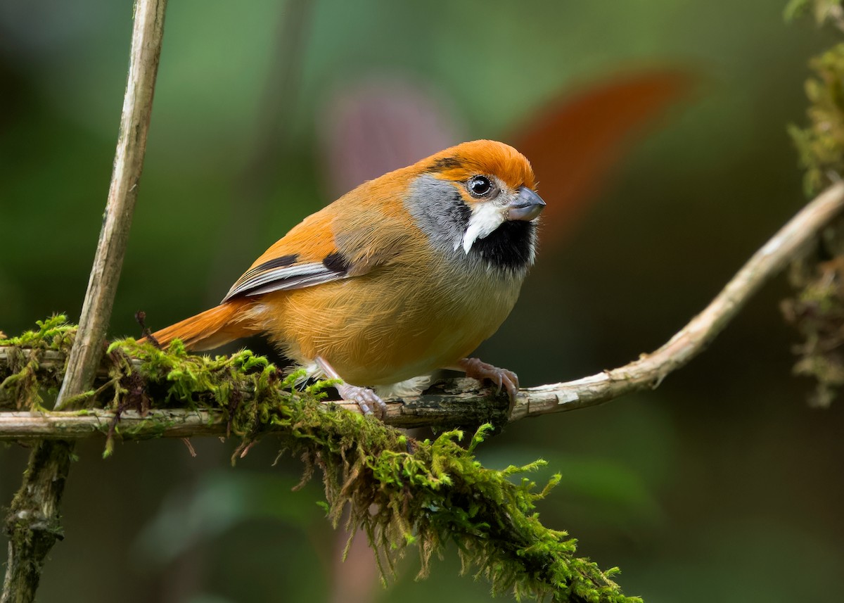 Black-throated Parrotbill (Gray-breasted) - ML619929225