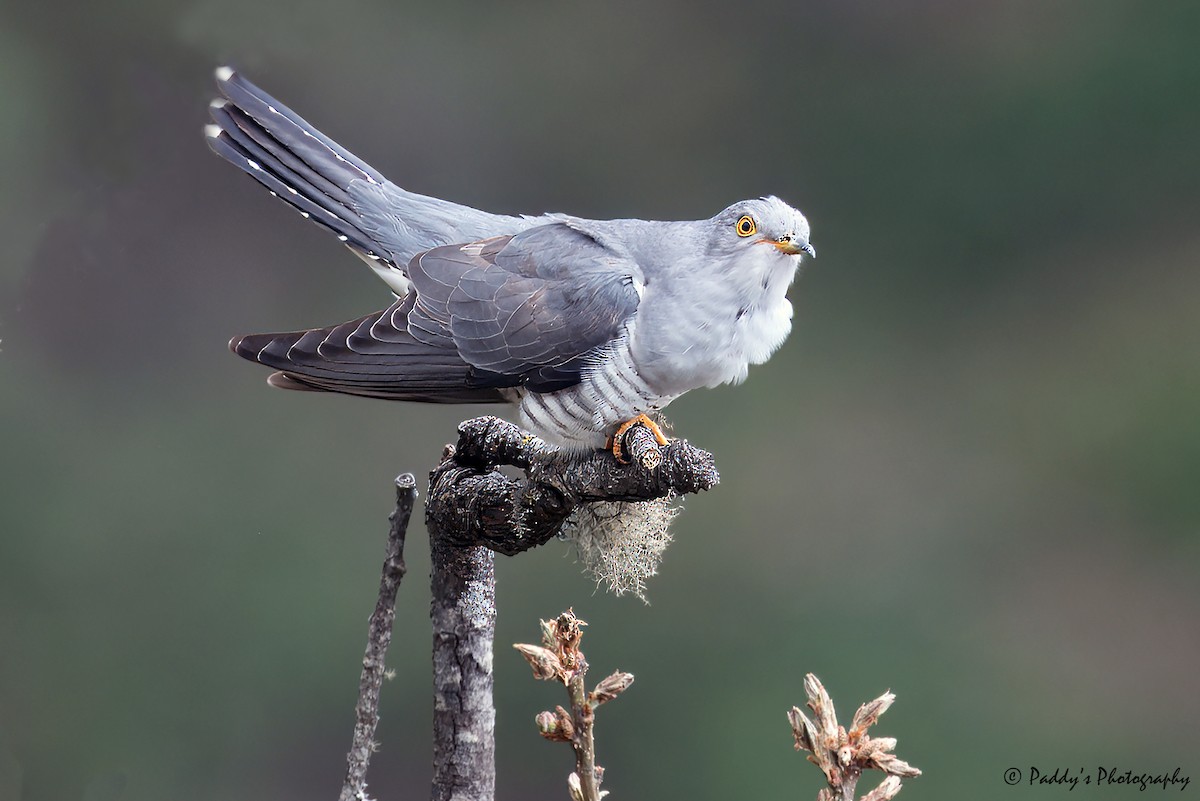 Himalayan Cuckoo - ML619929227