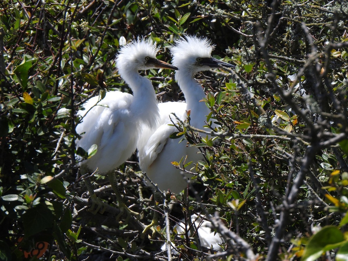Snowy Egret - Jochen Lebelt
