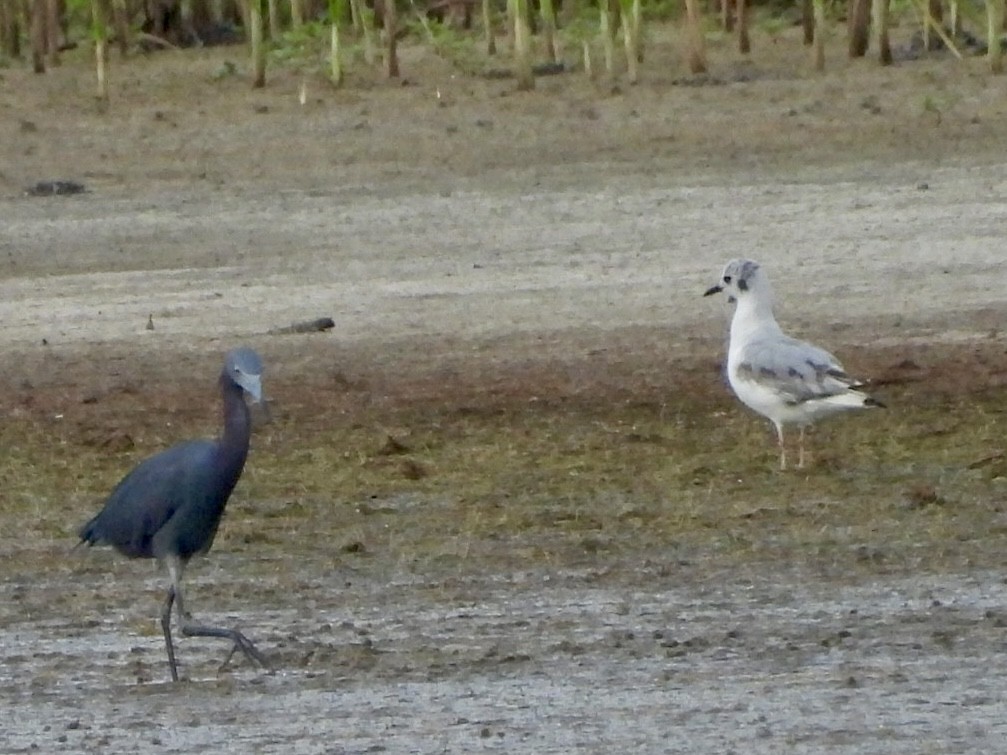 Mouette de Bonaparte - ML619929243