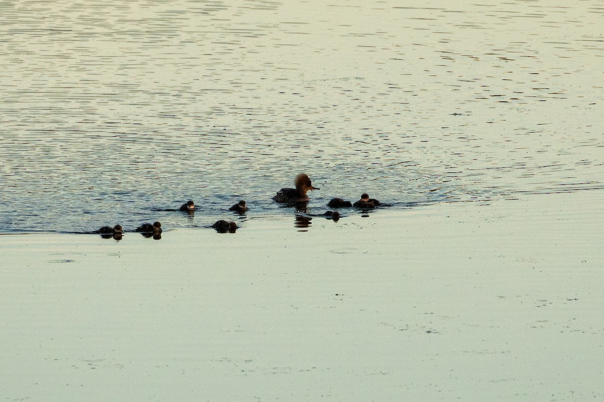 Hooded Merganser - ML619929247