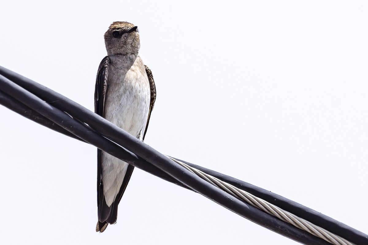 Northern Rough-winged Swallow - ML619929248