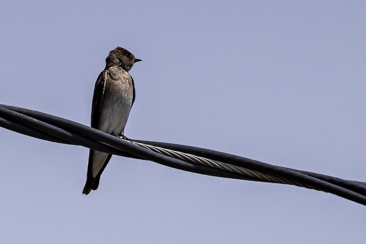 Northern Rough-winged Swallow - ML619929249