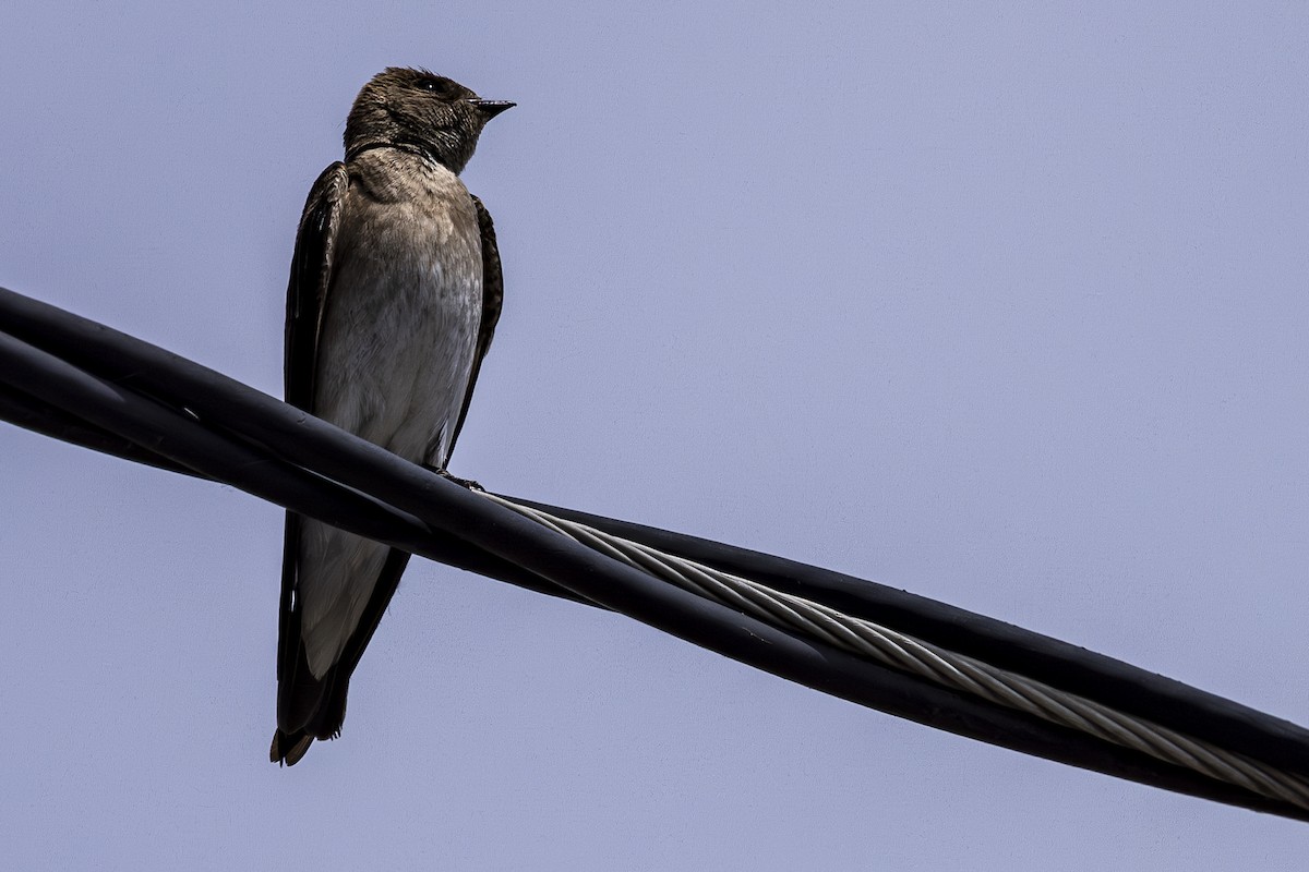 Northern Rough-winged Swallow - ML619929250