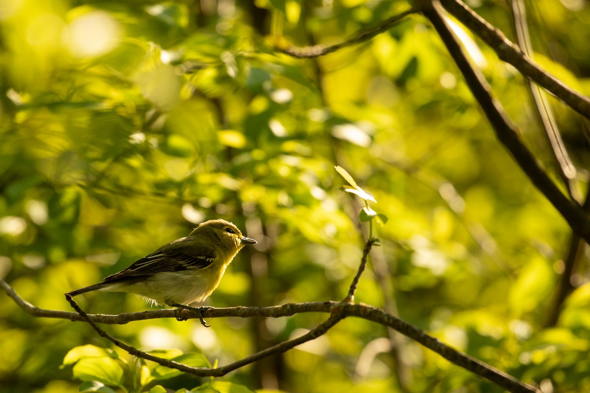 Yellow-throated Vireo - ML619929254