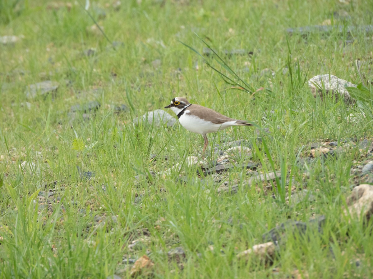 Little Ringed Plover - ML619929260