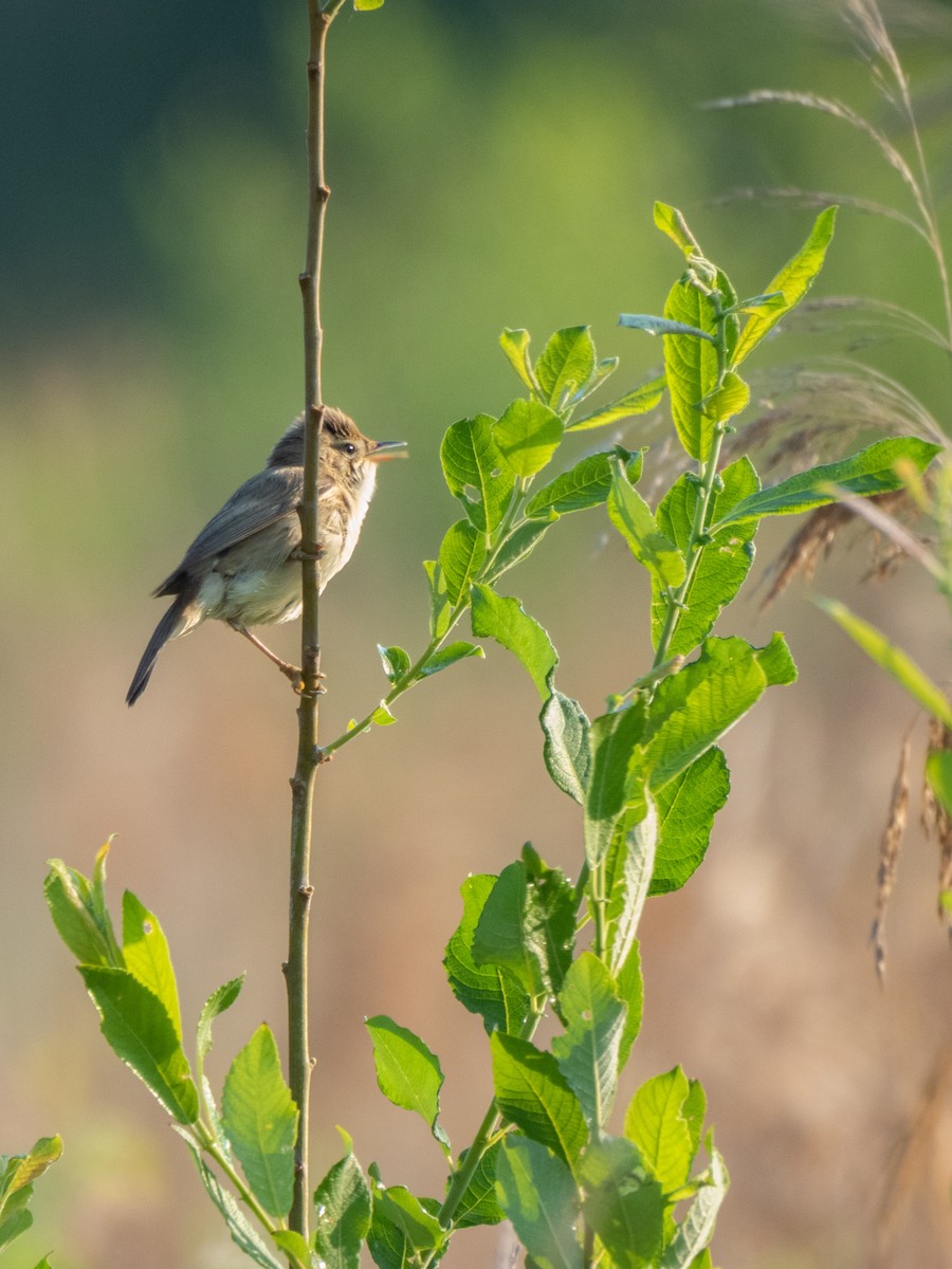 Marsh Warbler - Alexander Schille