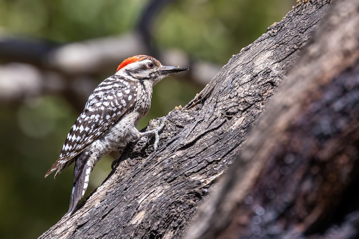 Ladder-backed Woodpecker - ML619929281