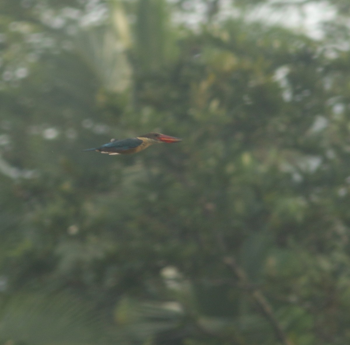 Stork-billed Kingfisher - ML619929284