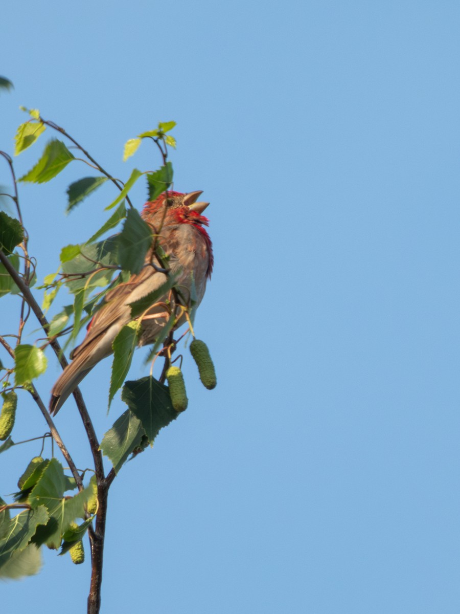 Common Rosefinch - ML619929289