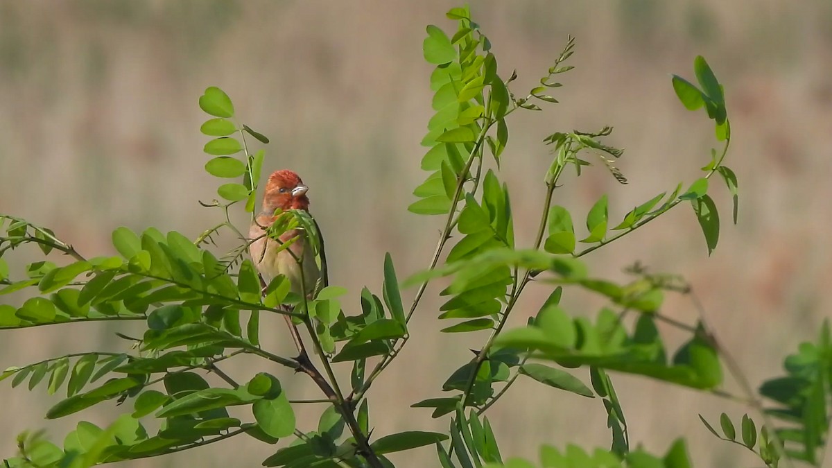 Common Rosefinch - ML619929290