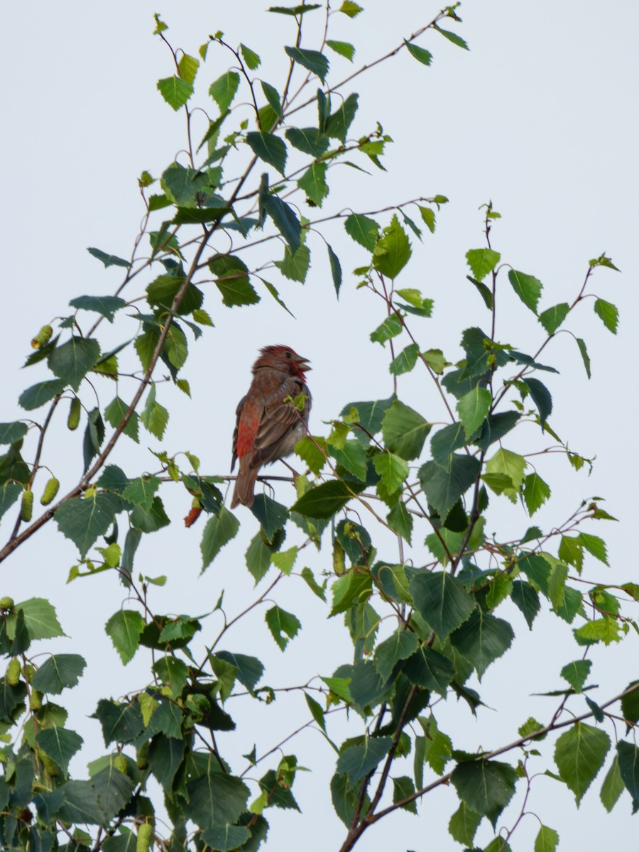 Common Rosefinch - ML619929291