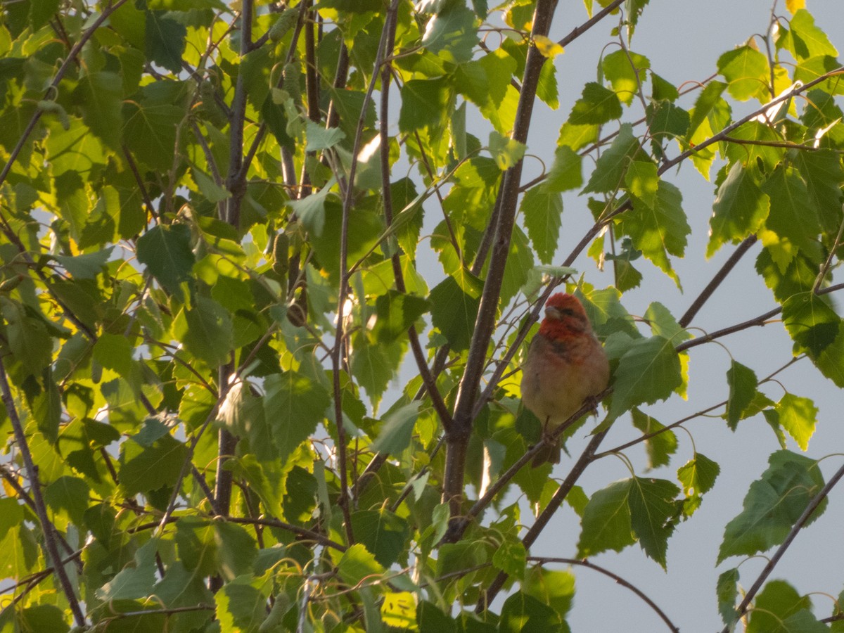 Common Rosefinch - ML619929292