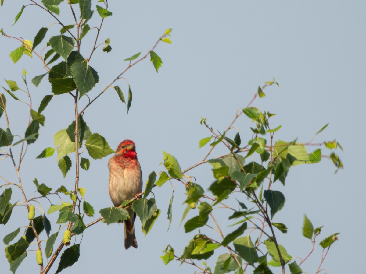 Common Rosefinch - ML619929293