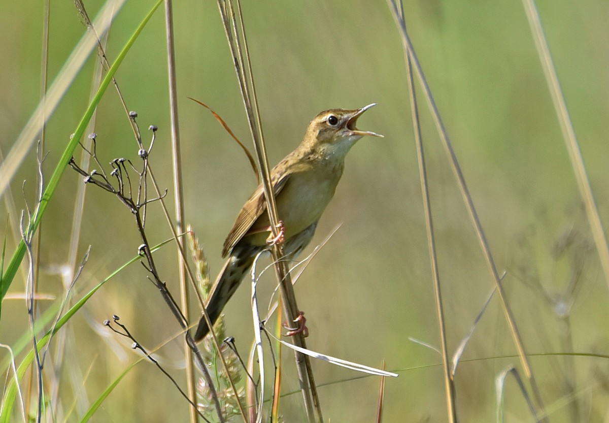 Common Grasshopper Warbler - ML619929297