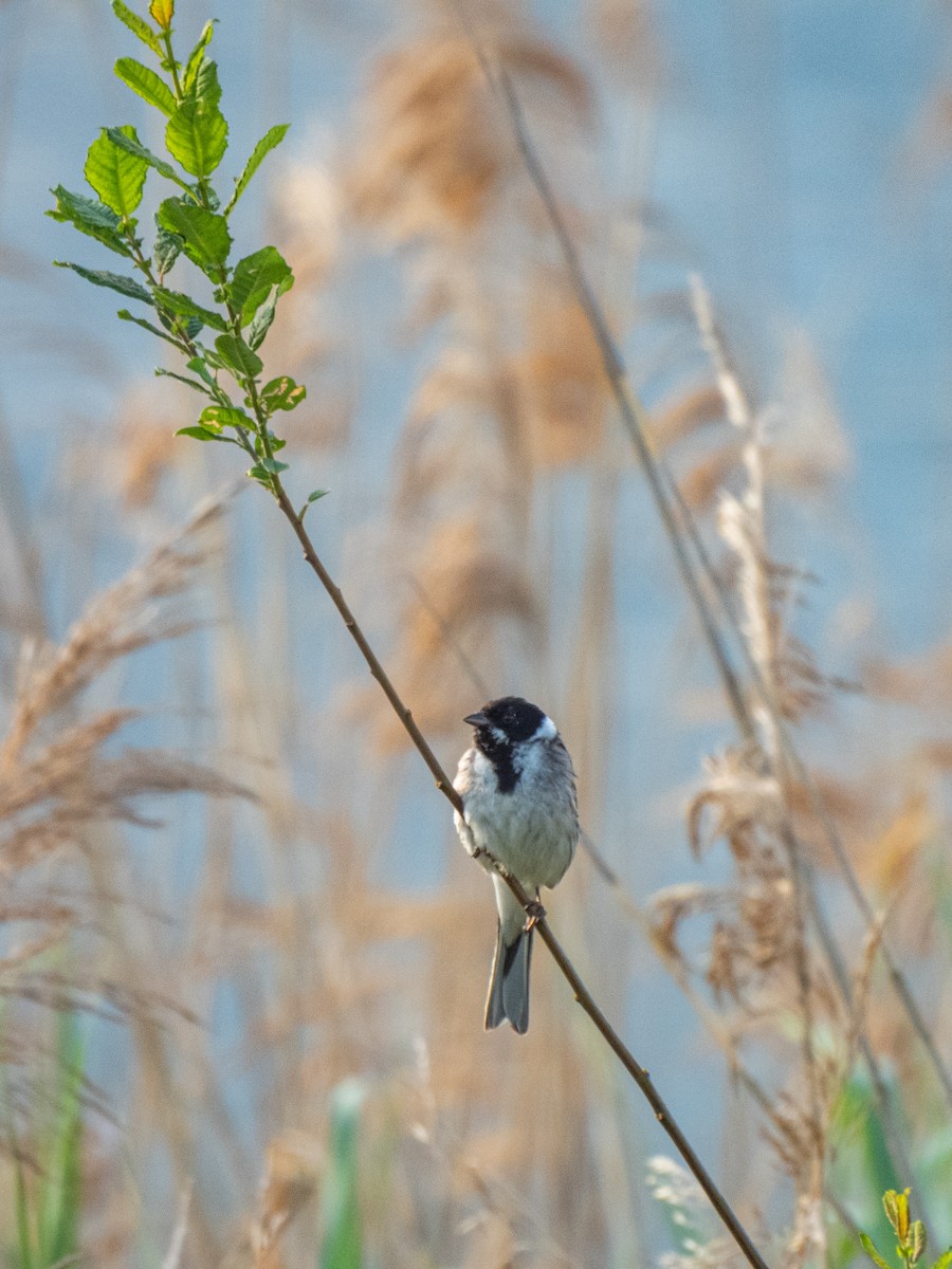 Reed Bunting - ML619929301