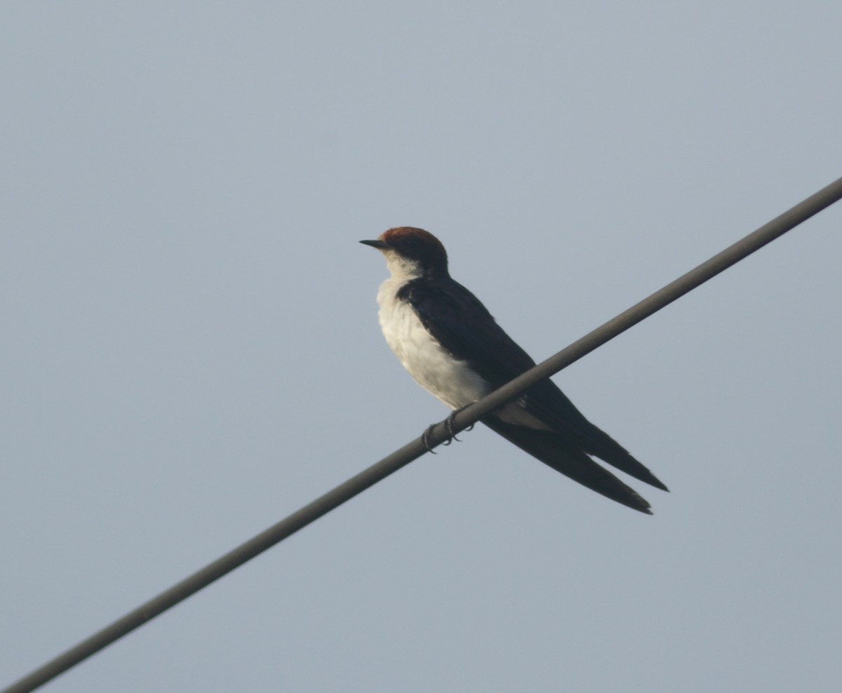 Wire-tailed Swallow - ML619929309