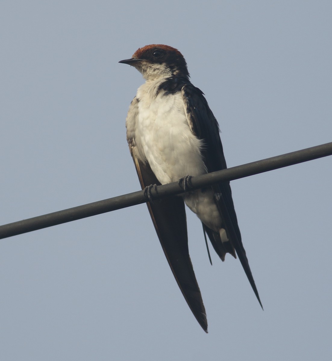 Wire-tailed Swallow - ML619929310