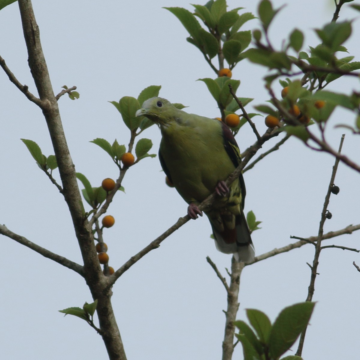 Gray-fronted Green-Pigeon - ML619929318