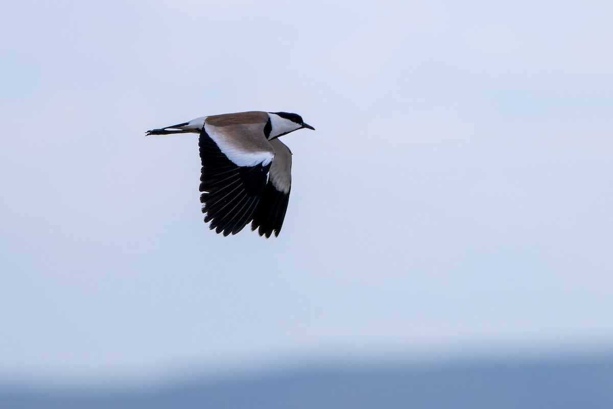 Spur-winged Lapwing - ML619929322