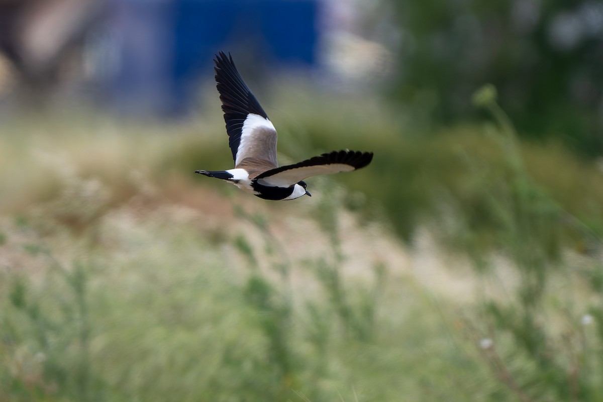 Spur-winged Lapwing - ML619929323