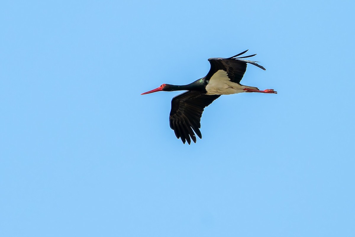Black Stork - ML619929337