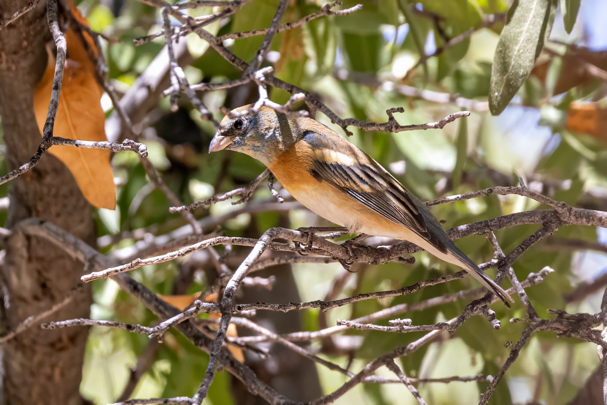 Lazuli Bunting - ML619929344