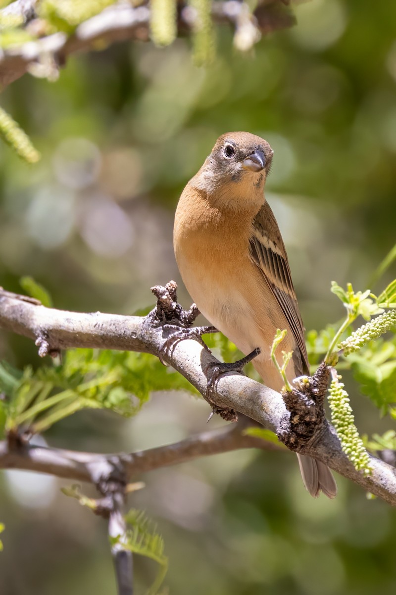 Lazuli Bunting - ML619929347