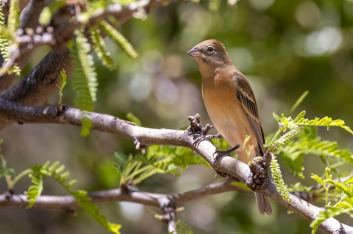 Lazuli Bunting - ML619929349