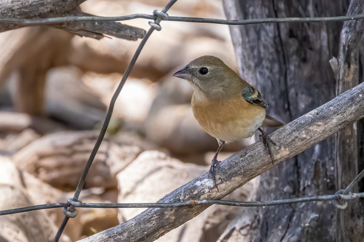 Lazuli Bunting - ML619929354