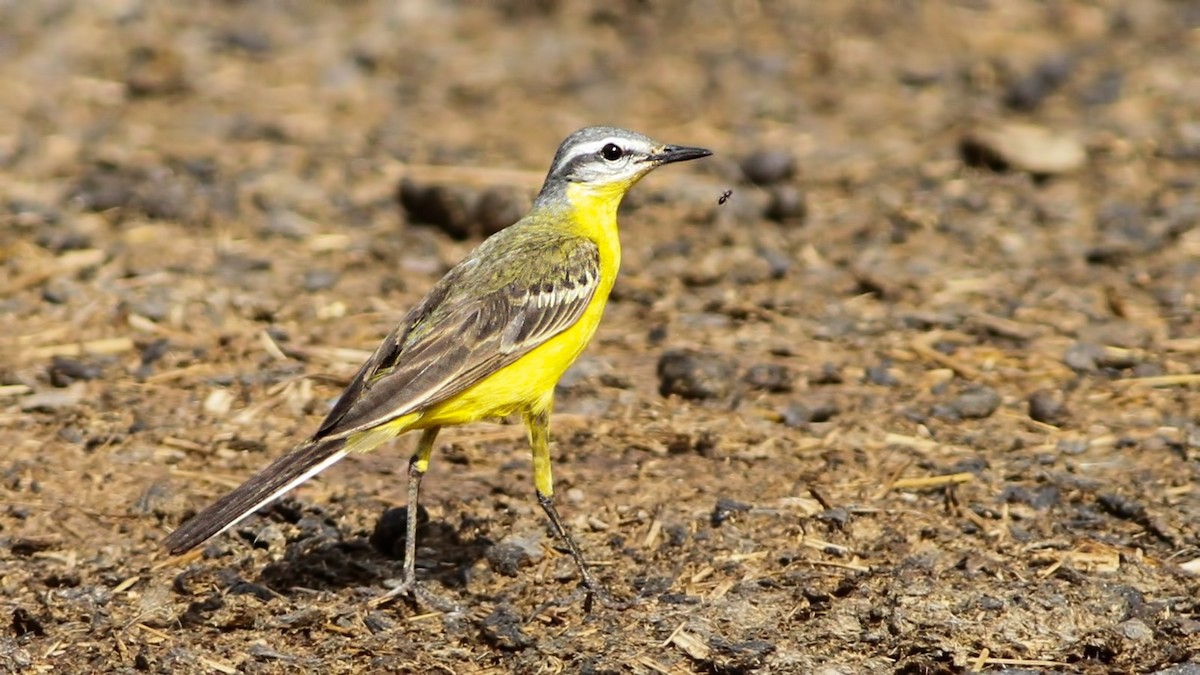 Western Yellow Wagtail (beema) - ML619929355