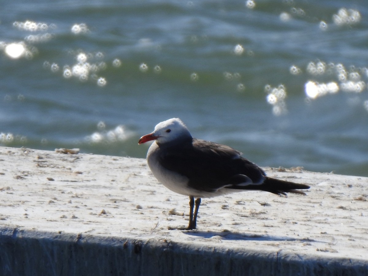 Heermann's Gull - ML619929364