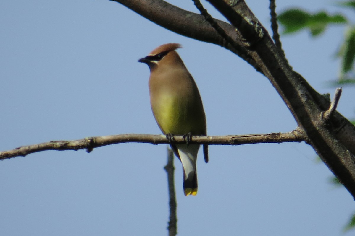 Cedar Waxwing - ML619929378