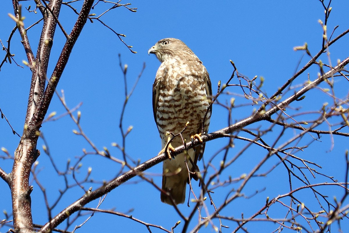 Broad-winged Hawk - ML619929381