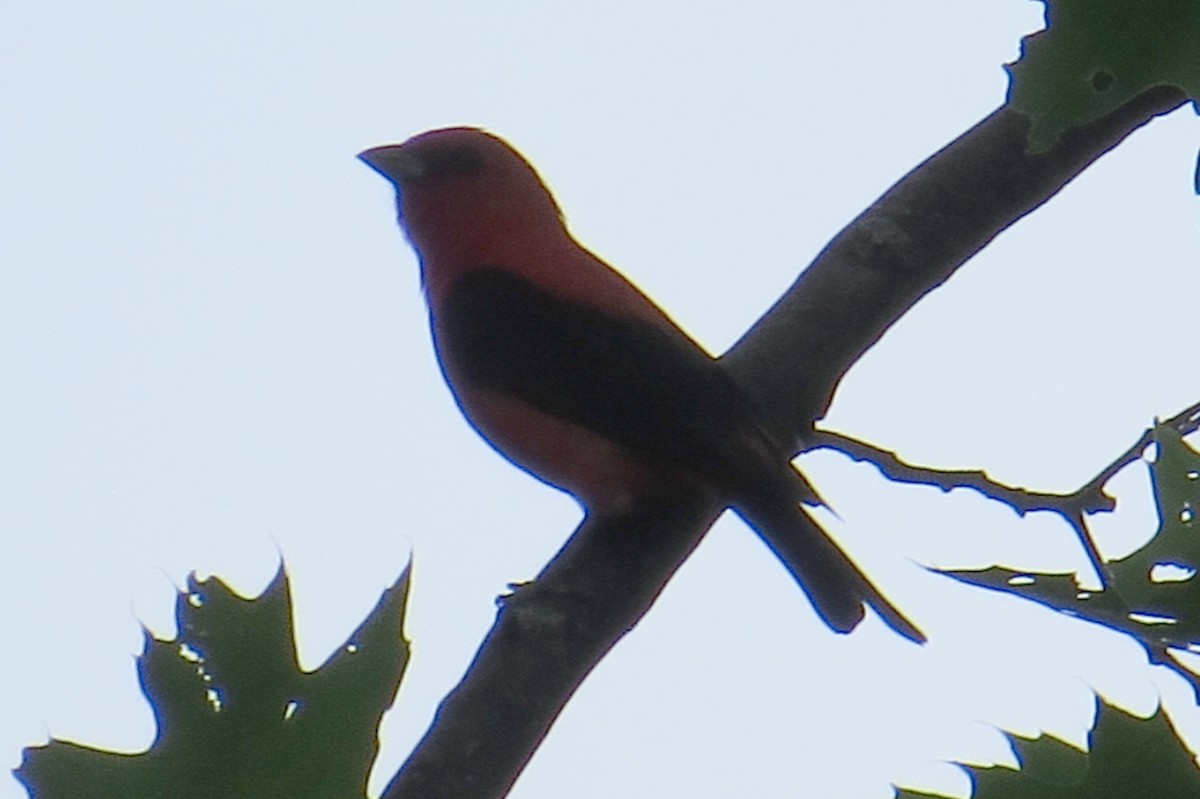 Scarlet Tanager - ML619929392