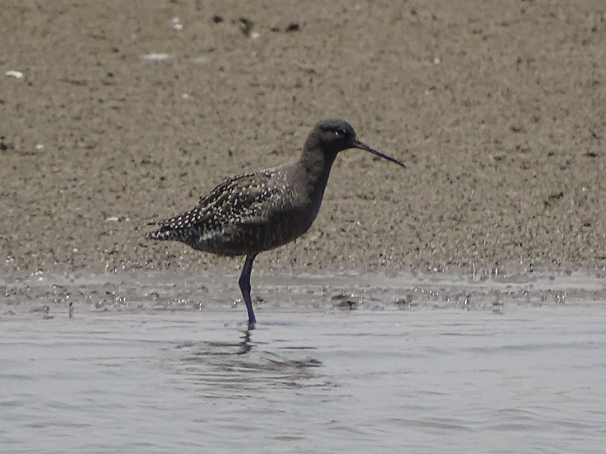 Spotted Redshank - ML619929394