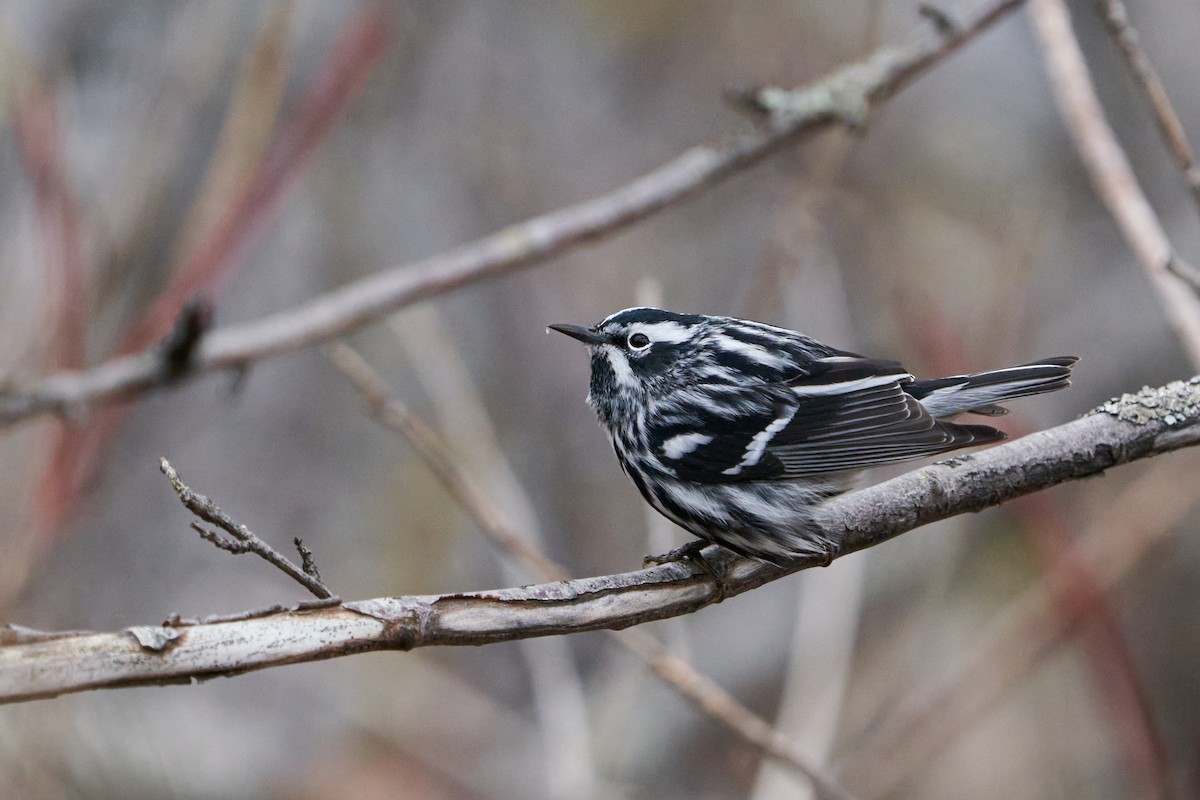 Black-and-white Warbler - ML619929402