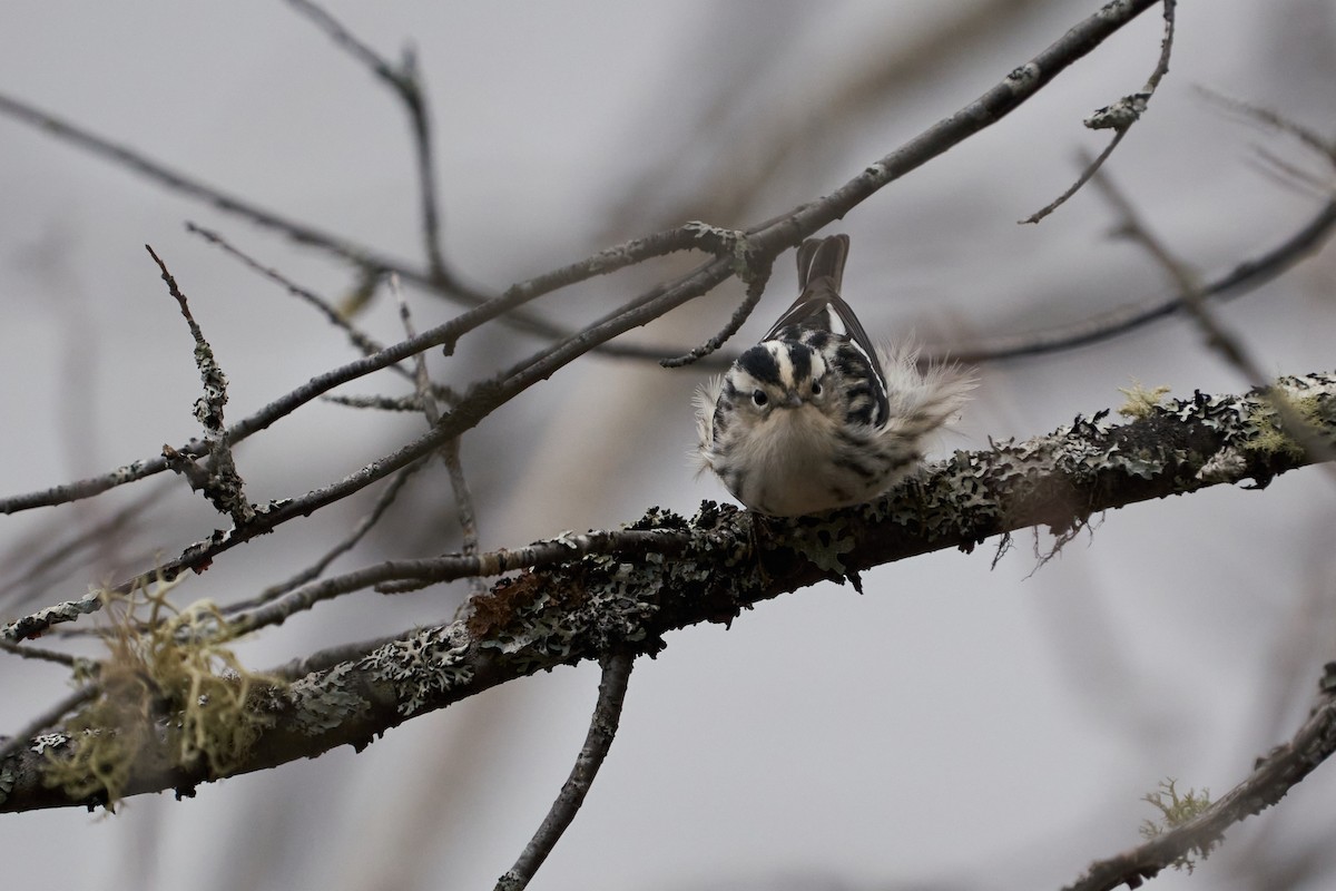 Black-and-white Warbler - ML619929403