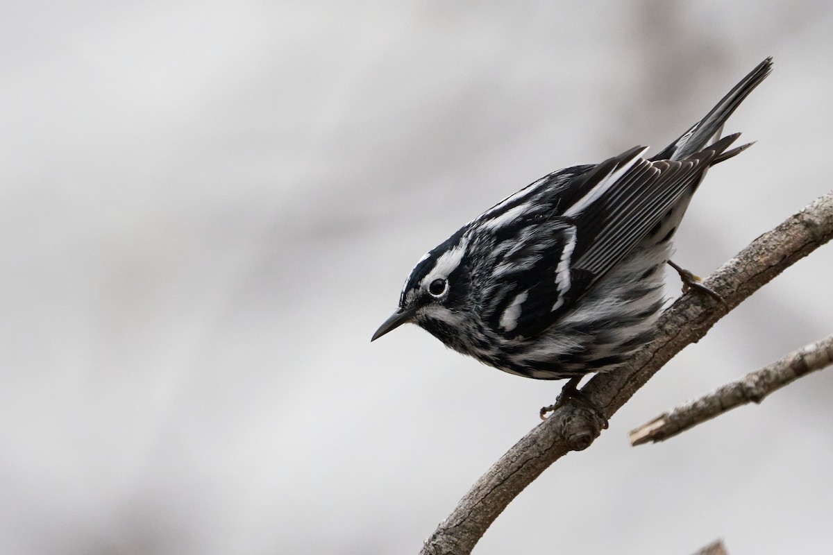 Black-and-white Warbler - ML619929404