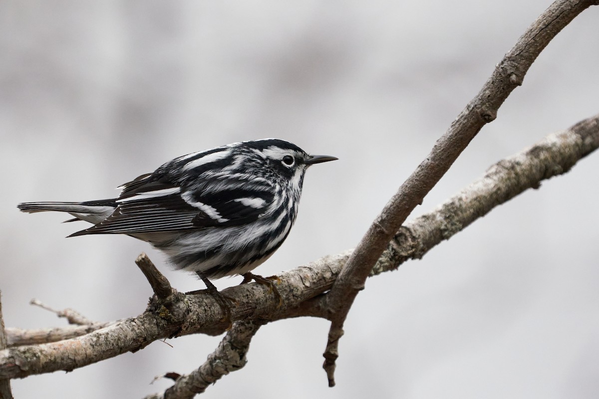Black-and-white Warbler - ML619929405