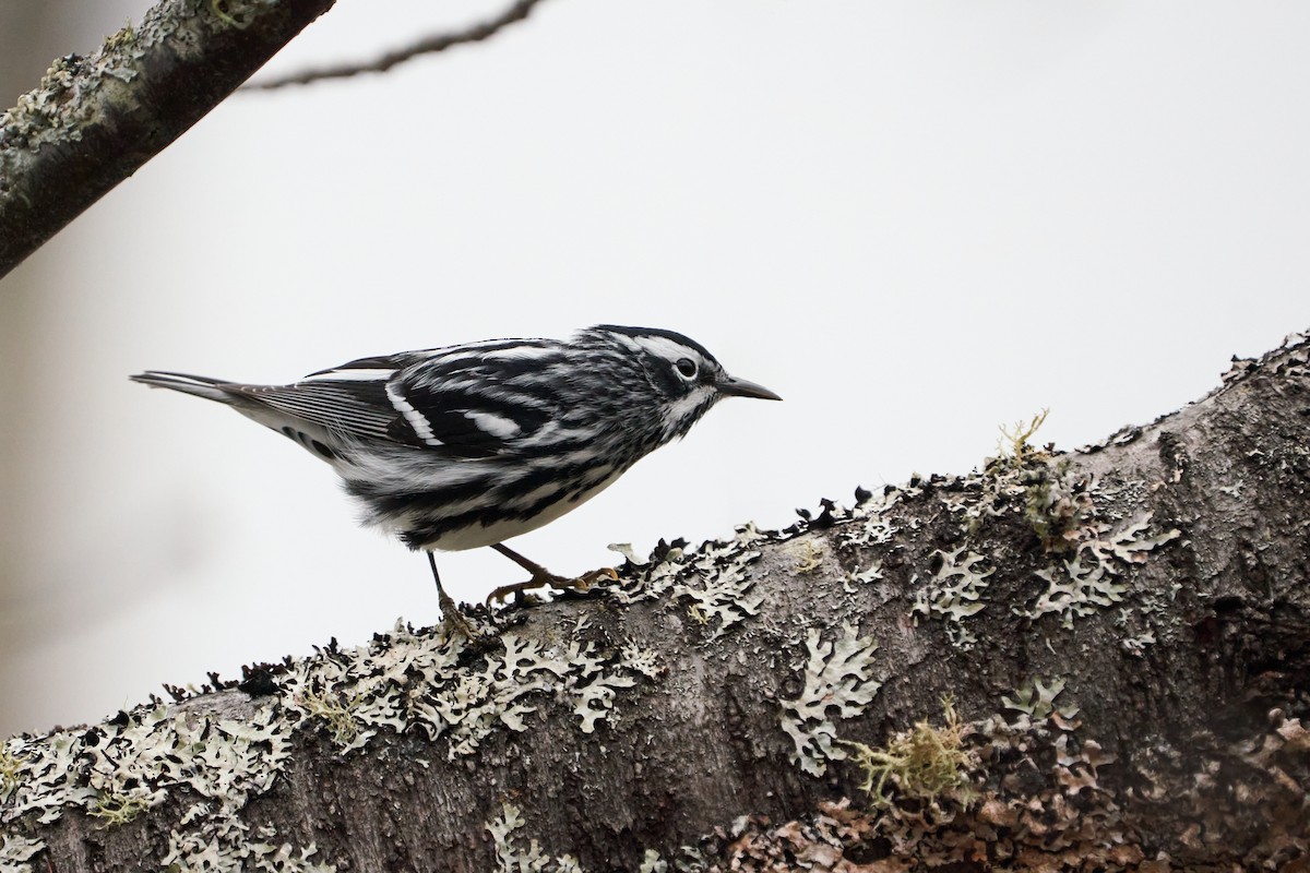 Black-and-white Warbler - ML619929406