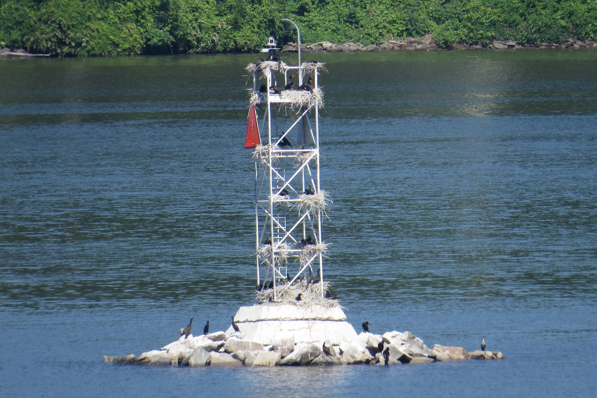 Double-crested Cormorant - ML619929409